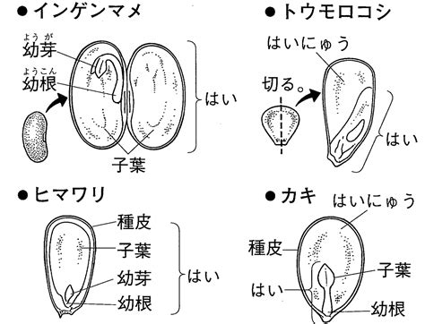 子種|種子